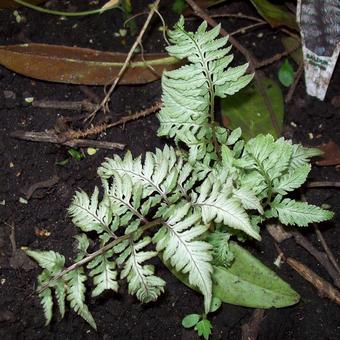 Athyrium niponicum var. pictum 'Silver Falls'