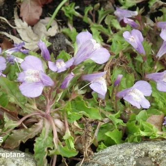 Mazus reptans