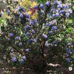 Ceanothus 'Pin Cushion' - 