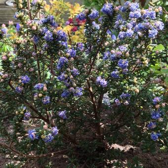 Ceanothus 'Pin Cushion'