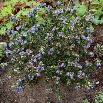 Ceanothus 'Pin Cushion'