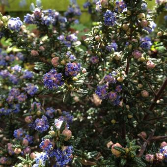 Ceanothus 'Pin Cushion'