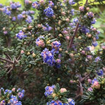 Ceanothus 'Pin Cushion'