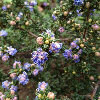 Ceanothus 'Pin Cushion'