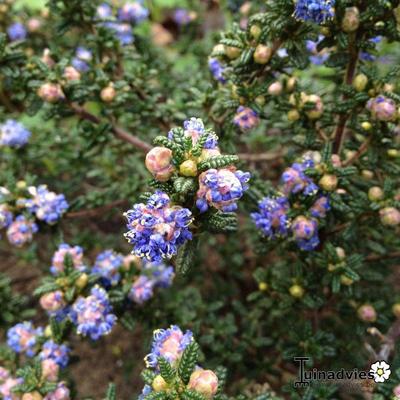 Ceanothus 'Pin Cushion' - 