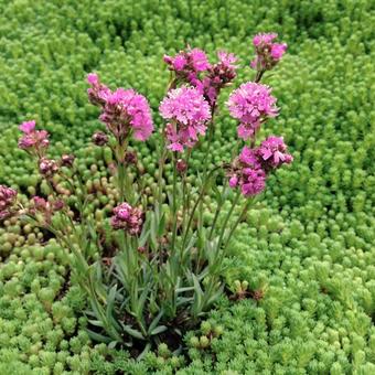 Lychnis alpina 'Rosea'