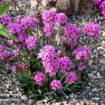 Lychnis alpina 'Rosea' - Lychnis alpina 'Rosea'