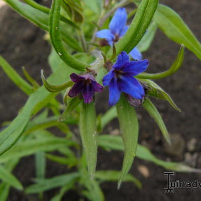 Blauroter Steinsame - Buglossoides purpurocaerulea