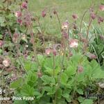 Geum rivale 'Pink Frills' - 