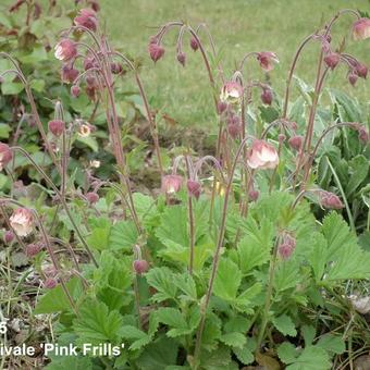 Geum rivale 'Pink Frills'