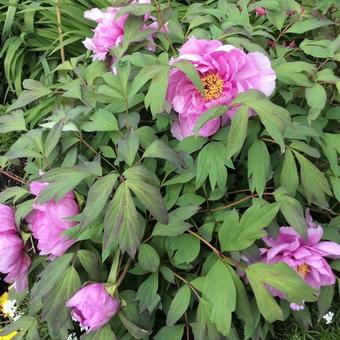 Paeonia suffruticosa