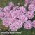 Armeria juniperifolia 'Bevan's Variety'