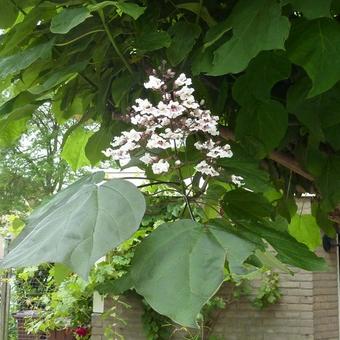 Catalpa x erubescens 'Purpurea'