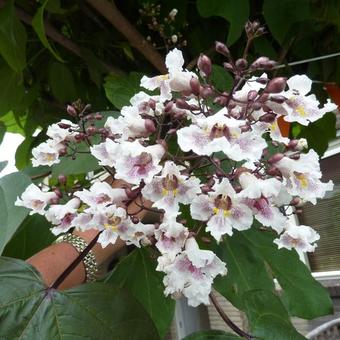 Catalpa x erubescens 'Purpurea'