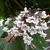 Catalpa x erubescens 'Purpurea'