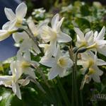 Narcissus 'Sailboat' - 