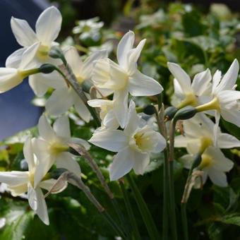 Narcissus 'Sailboat'