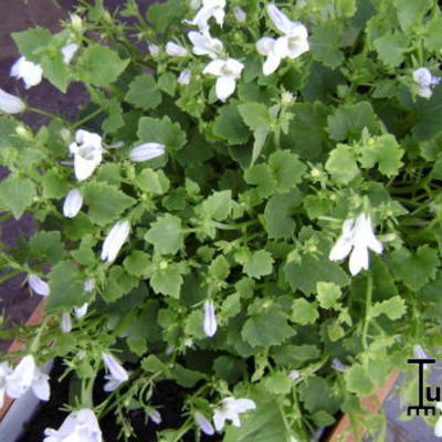 Campanula portenschlagiana 'Ice White' - 