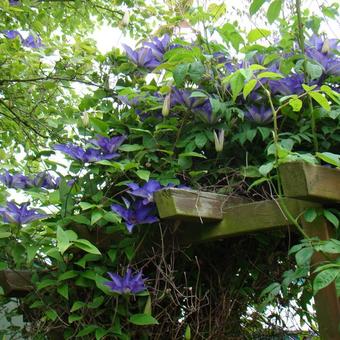 Clematis 'The President'