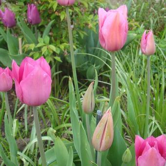 Tulipa 'Candy Prince'