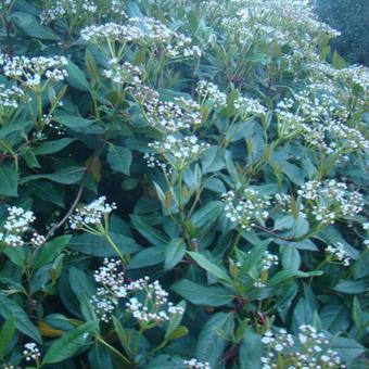 Viburnum x globosum 'Jermyns Globe'