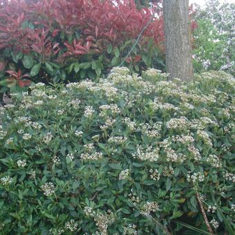 Viburnum x globosum 'Jermyns Globe'