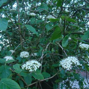 Viburnum lantana