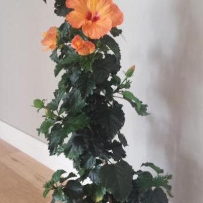 Hibiscus rosa-sinensis 'Orange Magic' - 