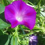 Ipomoea purpurea - Prunkwinden