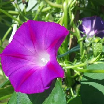 Ipomoea purpurea