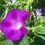 Ipomoea purpurea