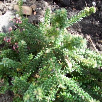 Grevillea lanigera 'Red Salento'