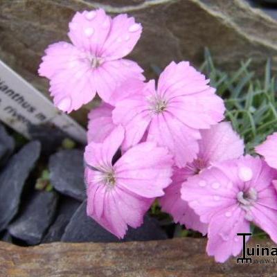 Dianthus microlepis ssp. rivendell - 