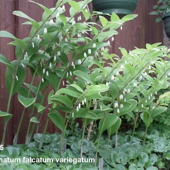 Polygonatum falcatum 'Variegatum'