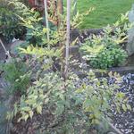 Nandina domestica 'Richmond' - 