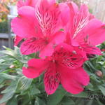 Alstroemeria 'INCA Lolly' - 