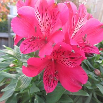 Alstroemeria 'INCA Lolly'