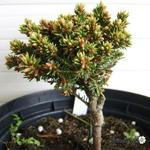 Picea abies 'Minuta' - 