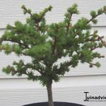 Larix decidua 'Kornik' - 