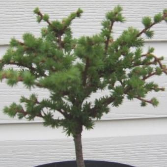 Larix decidua 'Kornik'