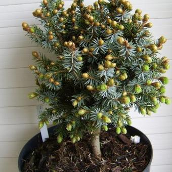 Picea sitchensis 'Pévé Wiesje'