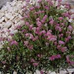 Antennaria dioica 'Roy Davidson' - 