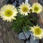 Erigeron flettii - 