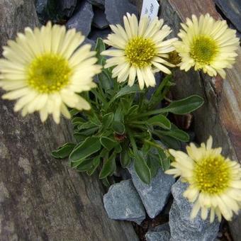 Erigeron flettii