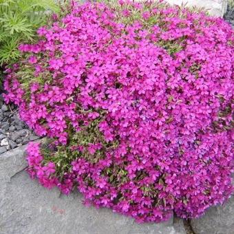 Phlox douglasii 'Crackerjack'