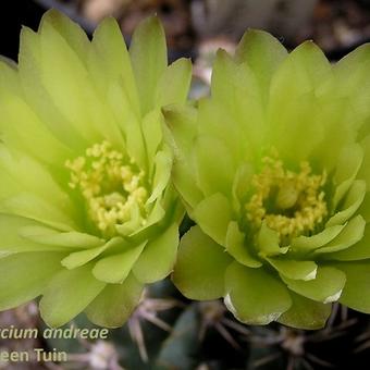 Gymnocalycium andreae