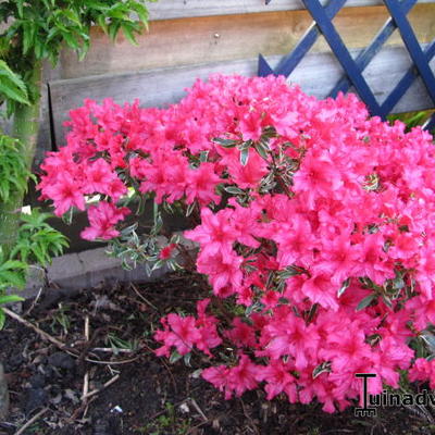 Rhododendron 'Silver Sword' - 