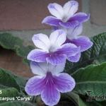 Streptocarpus 'Carys' - 