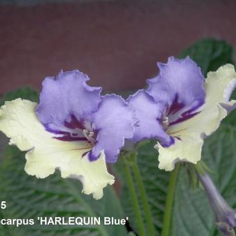 Streptocarpus 'HARLEQUIN Blue'