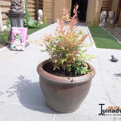 Nandina domestica 'Gulfstream' - 